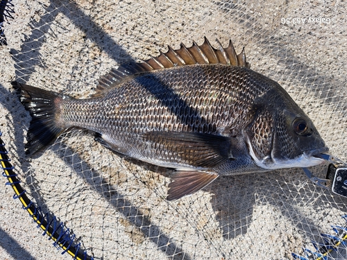 チヌの釣果