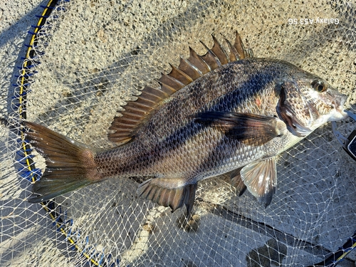 チヌの釣果