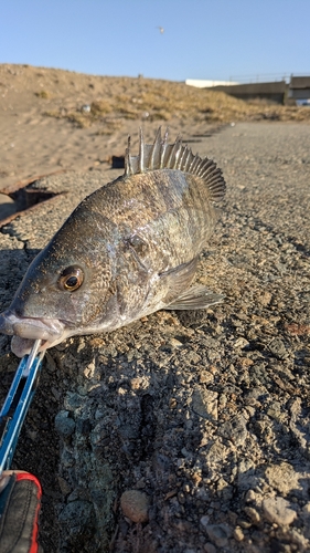 チヌの釣果