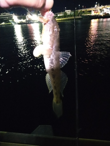 マハゼの釣果