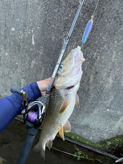 ニゴイの釣果