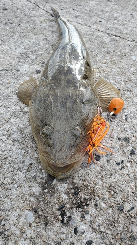 マゴチの釣果