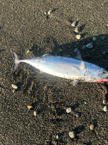 ヒラソウダの釣果