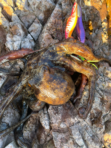 マダコの釣果