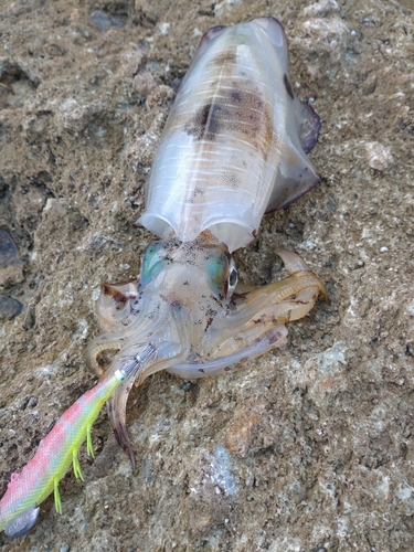 アオリイカの釣果