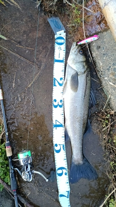 スズキの釣果