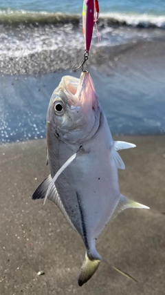 メッキの釣果