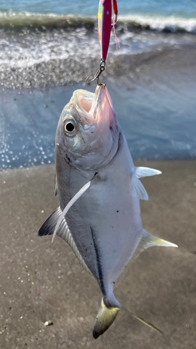 メッキの釣果