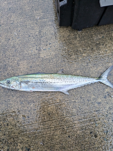 サゴシの釣果