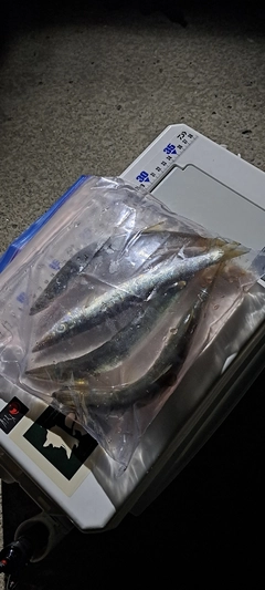 アカカマスの釣果