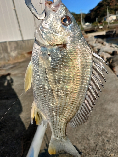 キビレの釣果