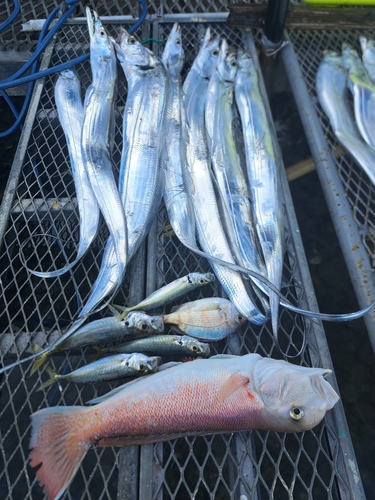 タチウオの釣果