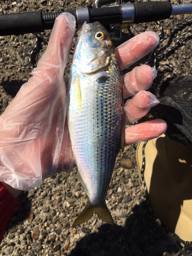 コノシロの釣果