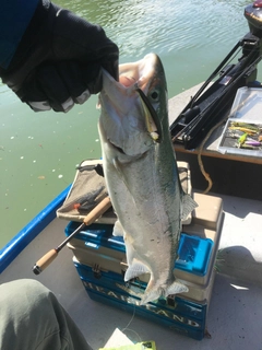 ニジマスの釣果