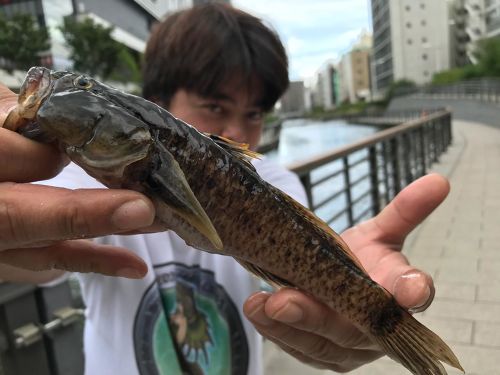 ウロハゼの釣果