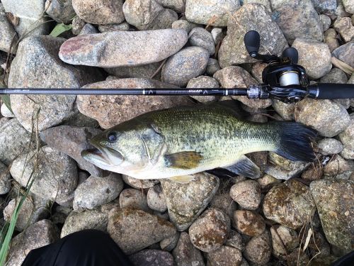 ブラックバスの釣果