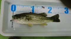 ラージマウスバスの釣果
