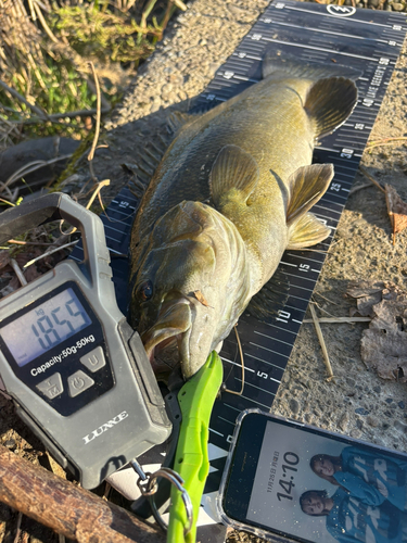 スモールマウスバスの釣果