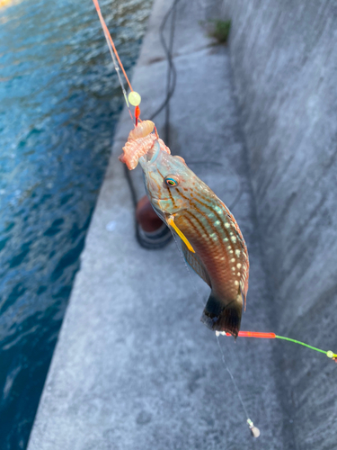 アカササノハベラの釣果