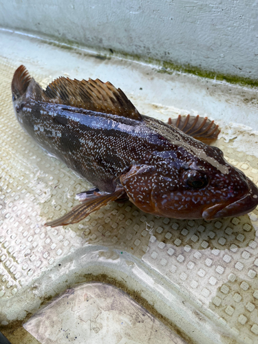 アイナメの釣果