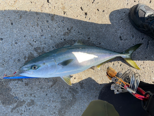 イナダの釣果