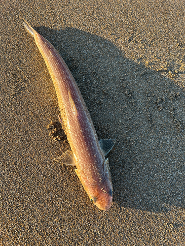 エソの釣果