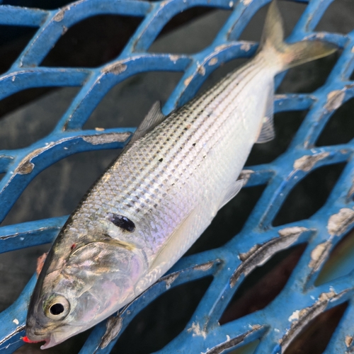 コノシロの釣果