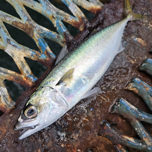 サバの釣果