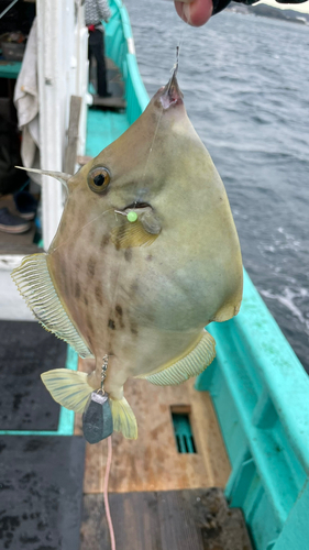 カワハギの釣果