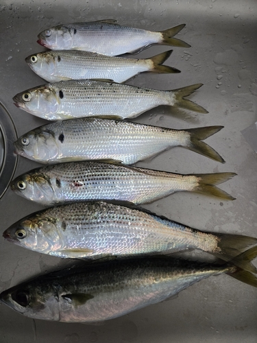 コノシロの釣果