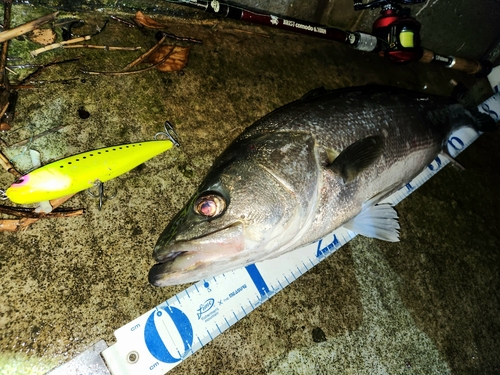 シーバスの釣果