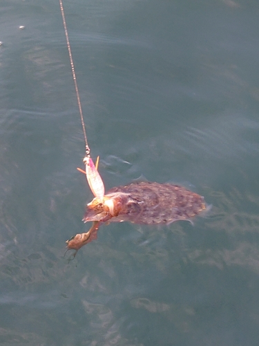 コウイカの釣果