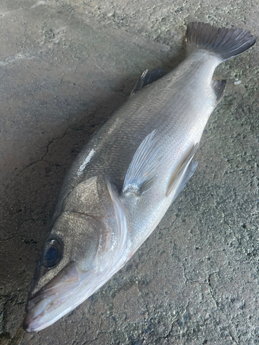 ヒラスズキの釣果