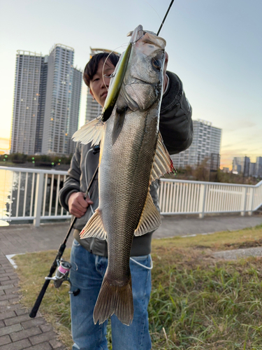 マイワシの釣果