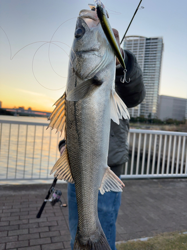 シーバスの釣果