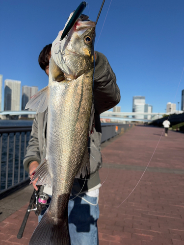 シーバスの釣果