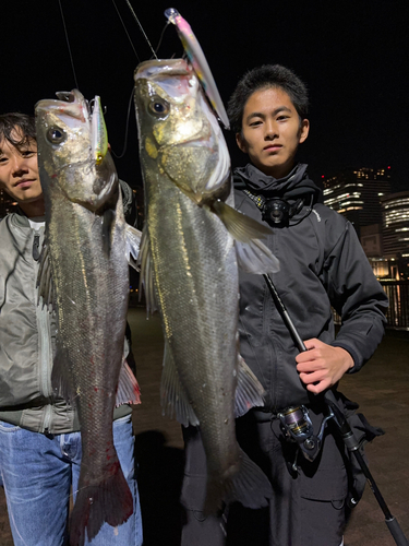 シーバスの釣果