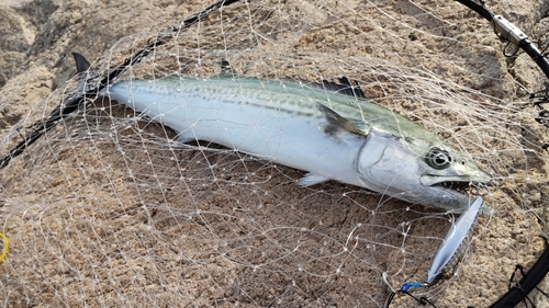 サゴシの釣果