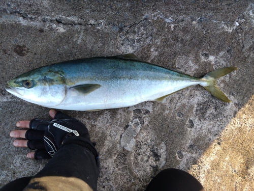 イナダの釣果