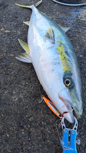 ブリの釣果