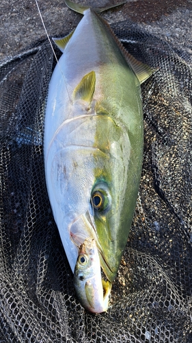 ブリの釣果