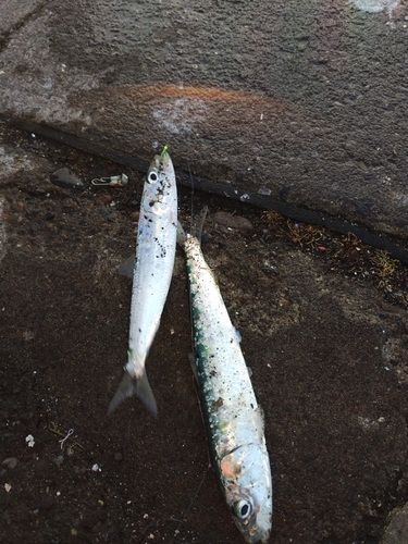 マイワシの釣果