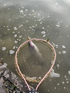 ニジマスの釣果