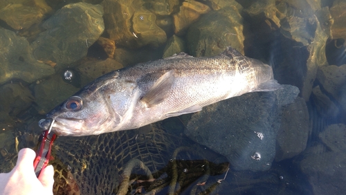 セイゴ（マルスズキ）の釣果