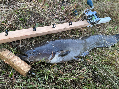 ナマズの釣果