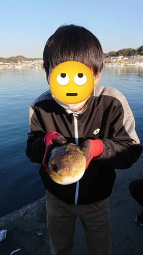 アカメフグの釣果