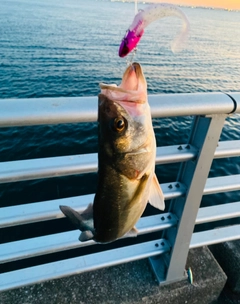 フッコ（ヒラスズキ）の釣果