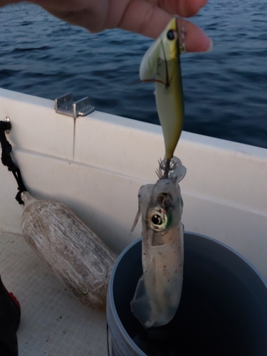 ミズイカの釣果