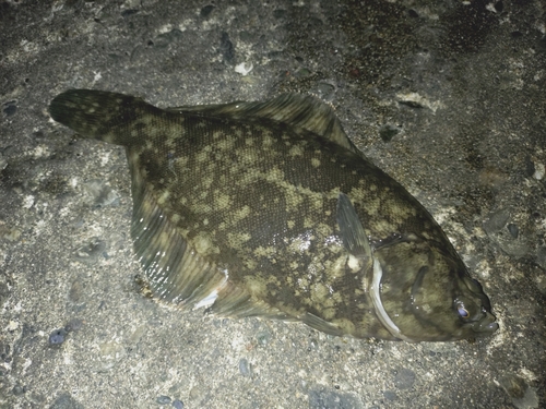 カレイの釣果