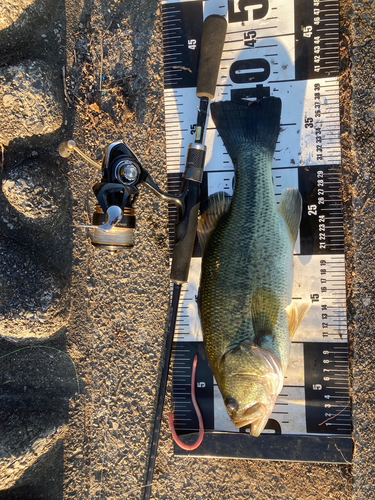 ブラックバスの釣果